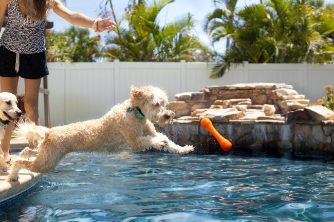 Pet-Friendly Neighborhoods in Orlando